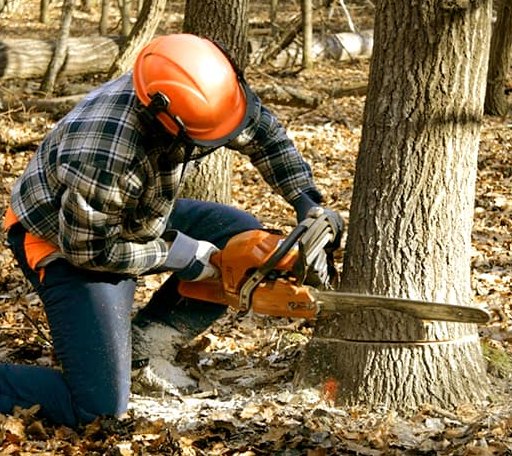 Tree Removal in Anderson, TX